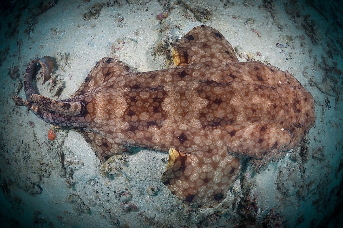 This shark species can almost completely disappear into the sands of Australian waters.