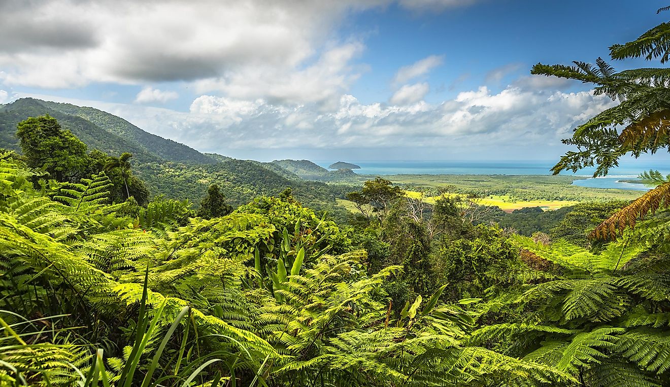 The main river of the Daintree rainforest is the Daintree River, and it also includes the Daintree National Park.