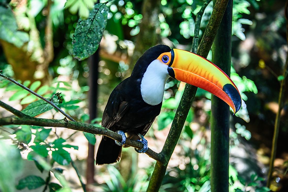Toco Toucan Facts - Animals of South America - WorldAtlas