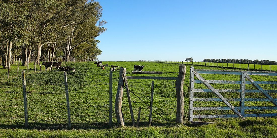 A cattle farm in Uruguay. 