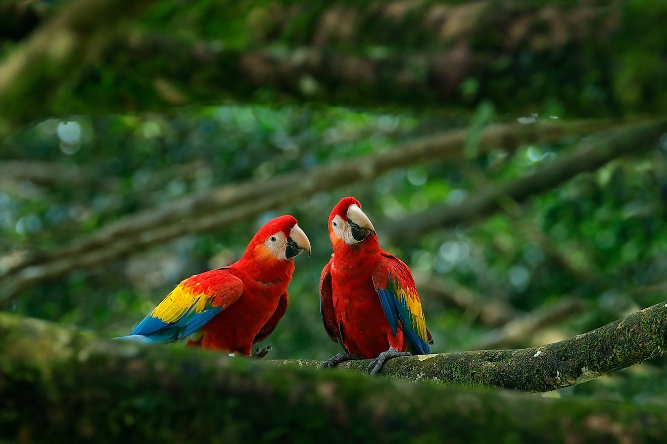Pair of big Scarlet Macaws. Image credit: Ondrej Prosicky/Shutterstock.com
