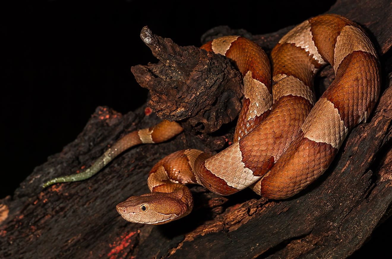 A copperhead snake on a tree branch.