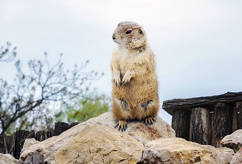 This Groundhog emerges from its burrow to stand upon a rock to have a better view of its North American Prairieland home.