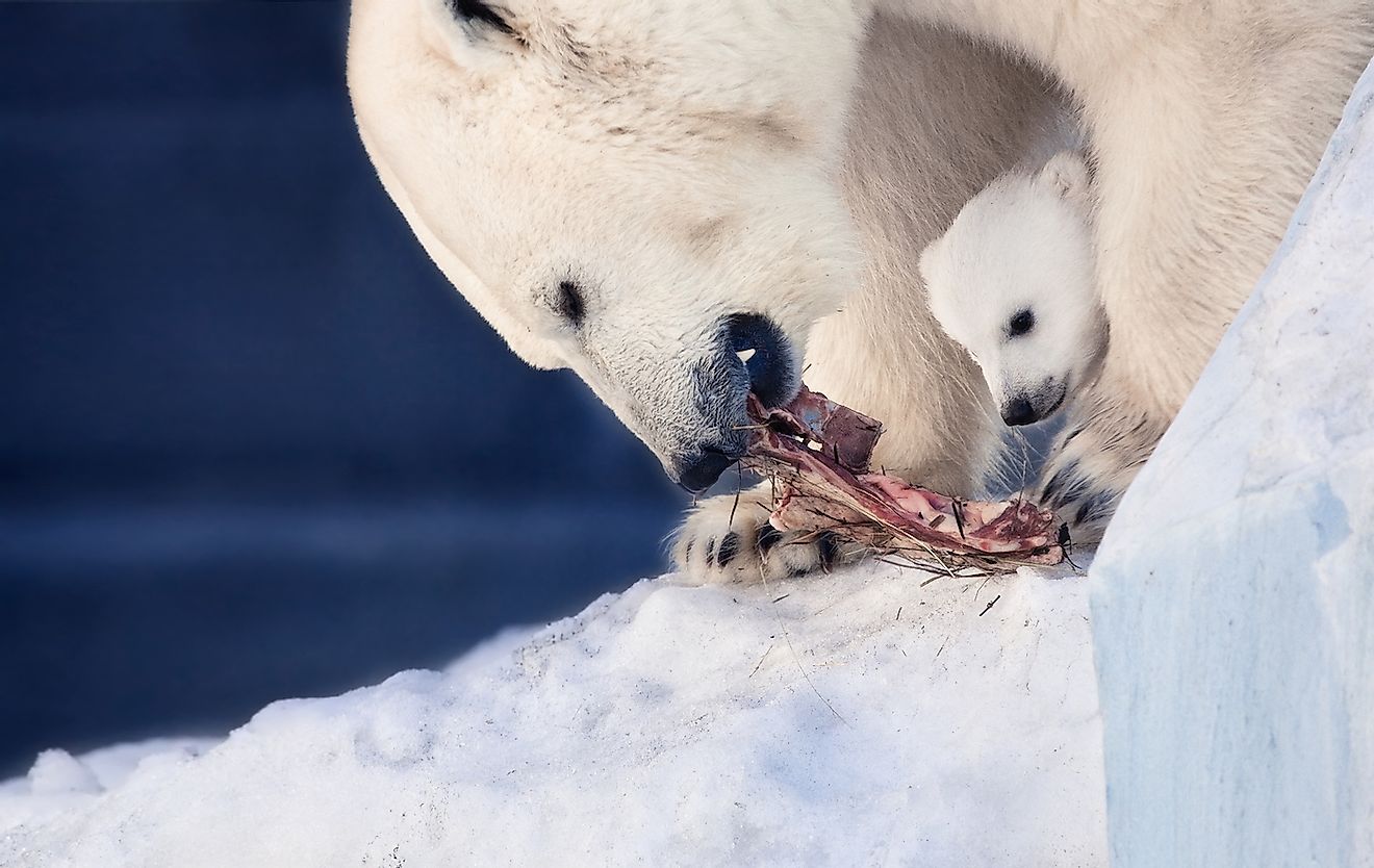 A female polar bear and her cub feeding on a kill. Image credit: Shvaygert Ekaterina/Shutterstock.com