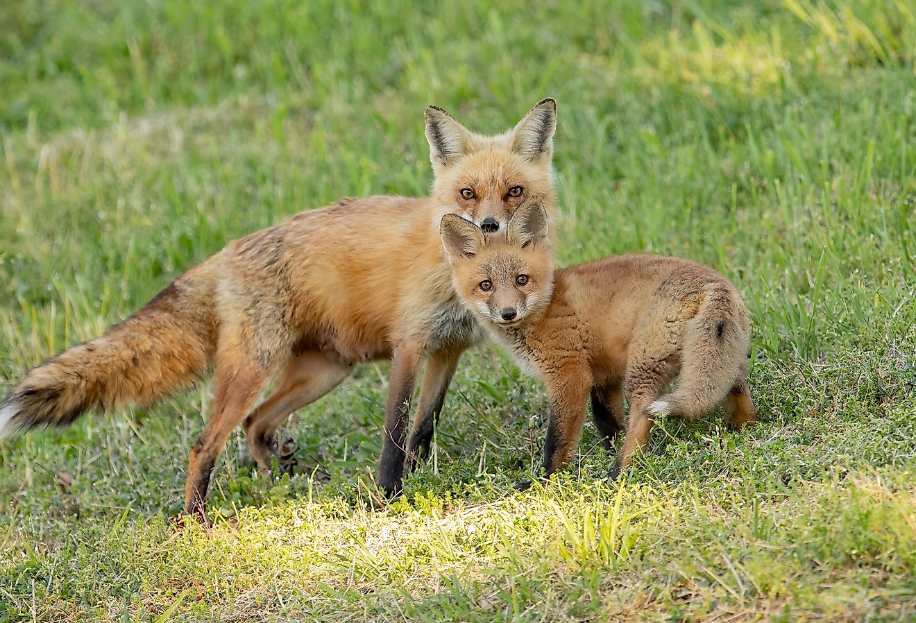 A red fox in Pennsylvania.