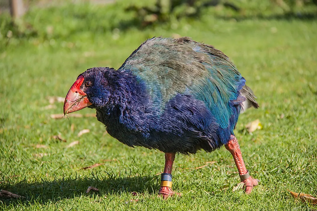 A takahe in New Zealand. Image credit: Robert CHG/Shutterstock.com