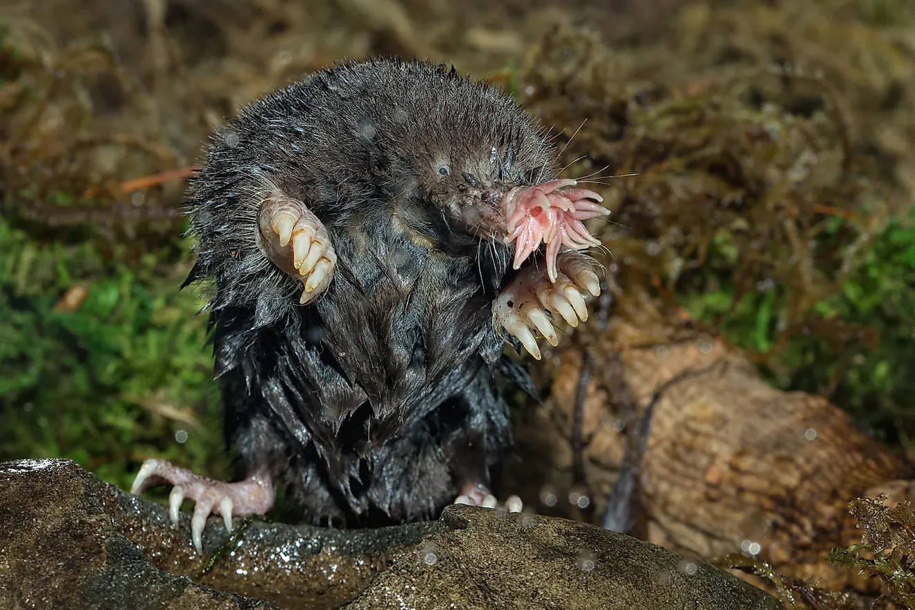 A star-nosed mole (Condylura cristata)