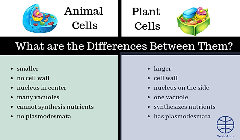 A diagram showing the differences between plant and animal cells. 