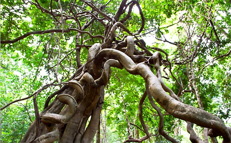 Monkey Ladder lianas in a rainforest in Thailand
