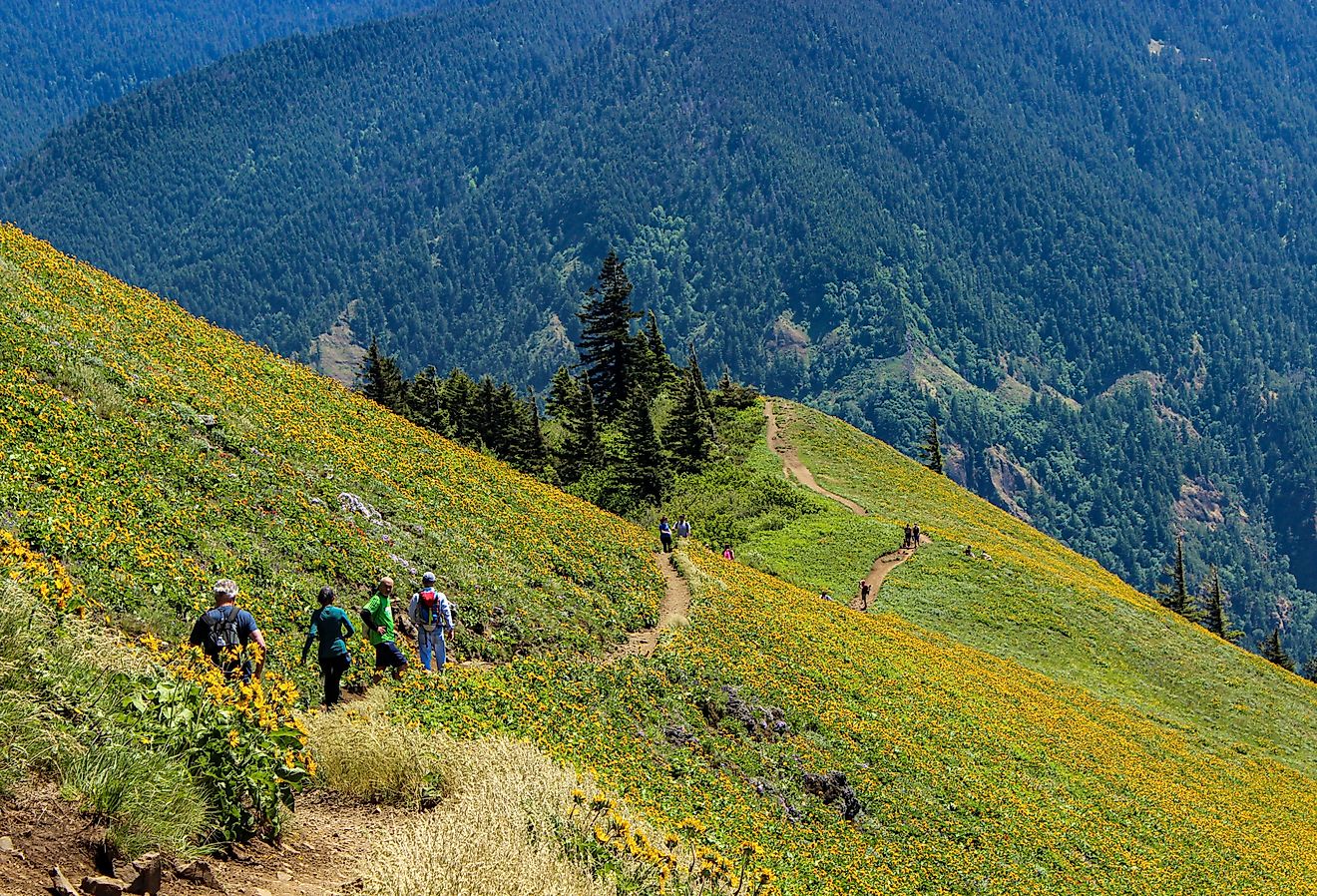 Hikers on the Dog Mountain trail in Washington state's Columbia River Gorge; White Salmon. Image credit Laura Kneedler via Shutterstock.