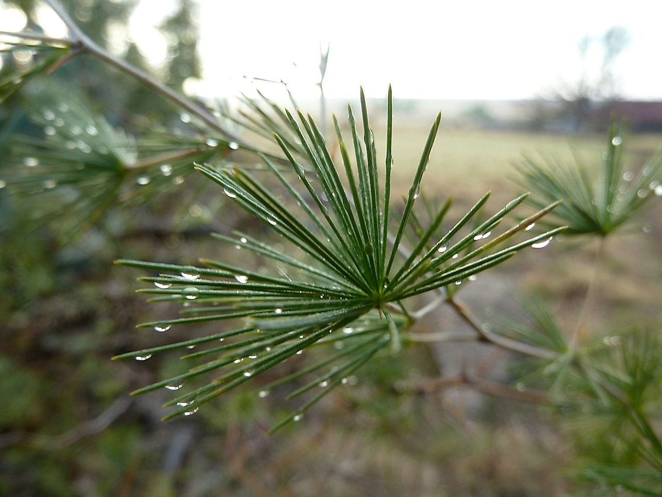 Asparagus laricinus cladodes. Image credit: JMK/Wikimedia.org