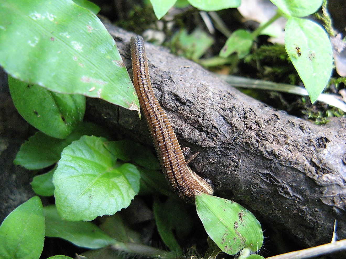 Japanese mountain leech. Image credit: Pieria(Uploader and Photographer)/Public domain