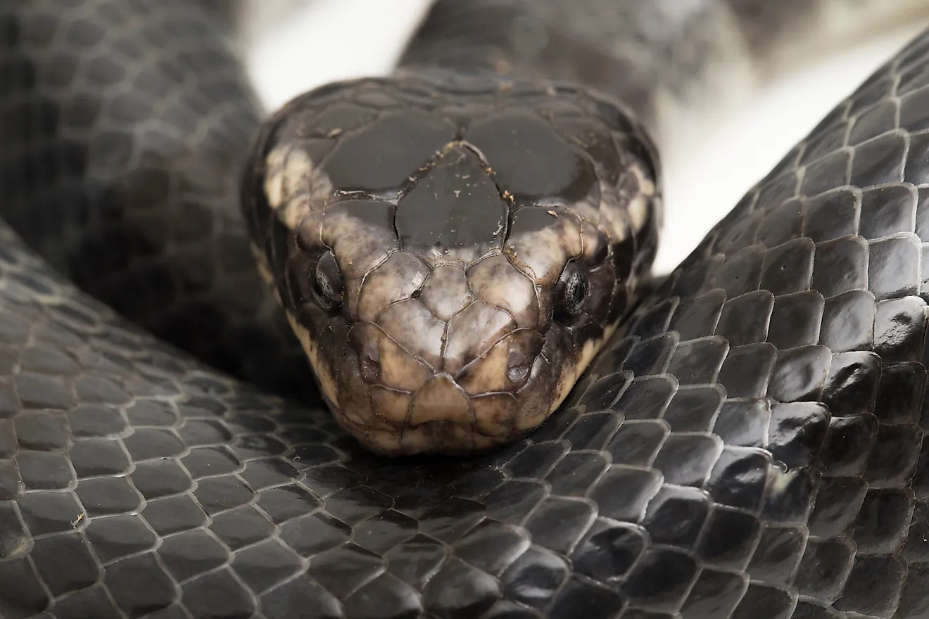 The yellow-lipped sea krait (Laticauda colubrina)