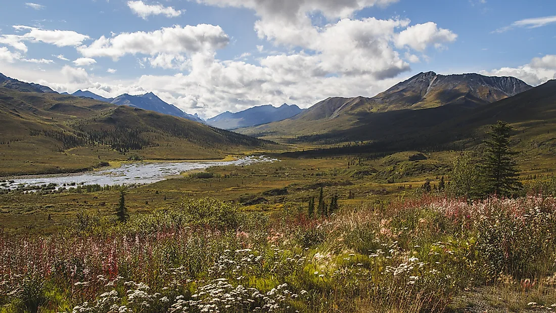 Subarctic vegetation of Tombstone National Park in Yukon, Canada. 