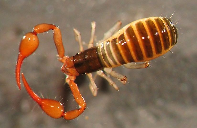 Pseudoscorpions, such as the one pictured above, are among the unique species that call Movile Cave their home.