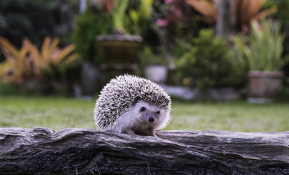 Hedgehogs are sometimes kept as pets due to their "cute" appearance and behavior.