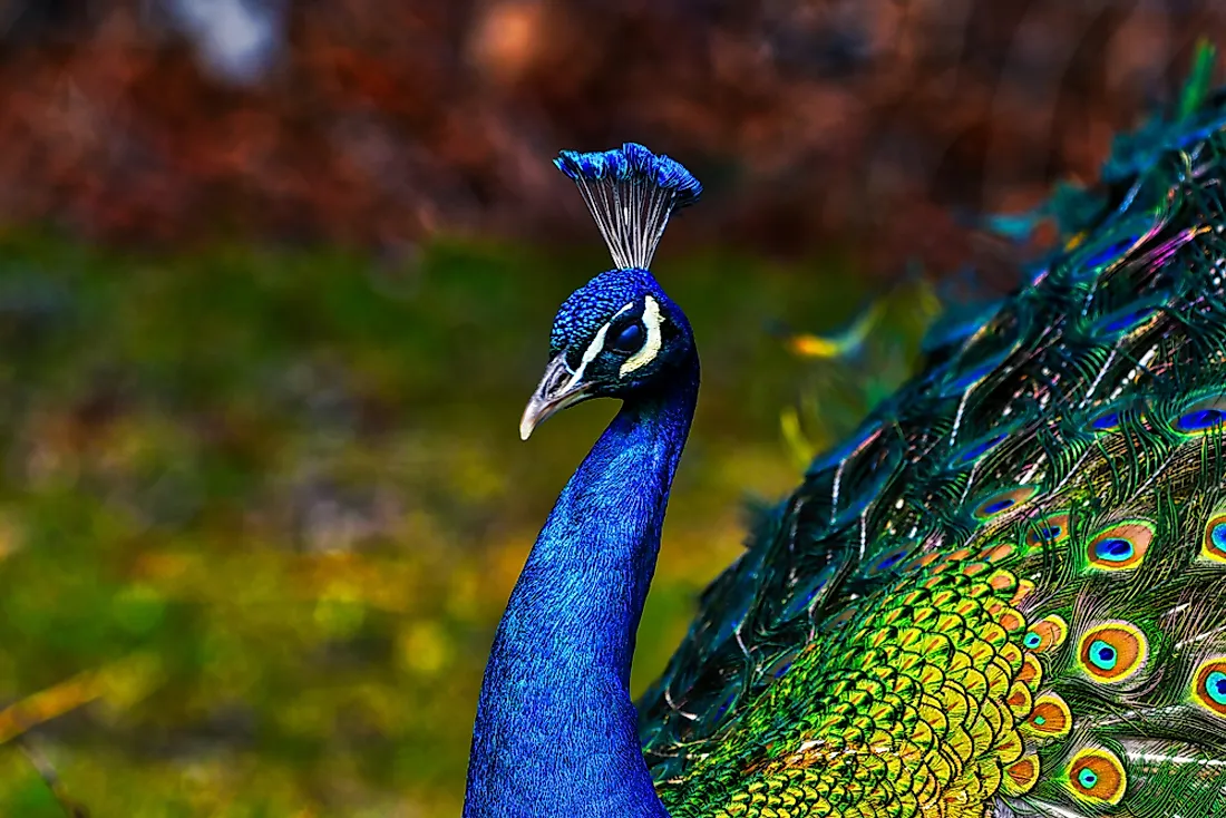 Peafowl are known for their beautiful plumage.