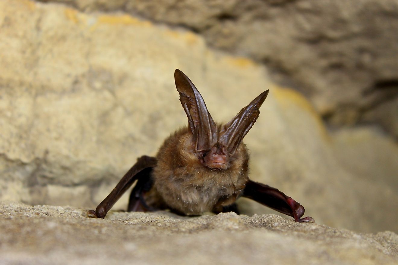 A female Virginia big-eared bat. Larisa Bishop-Boros / Commons.Wikimedia.org
