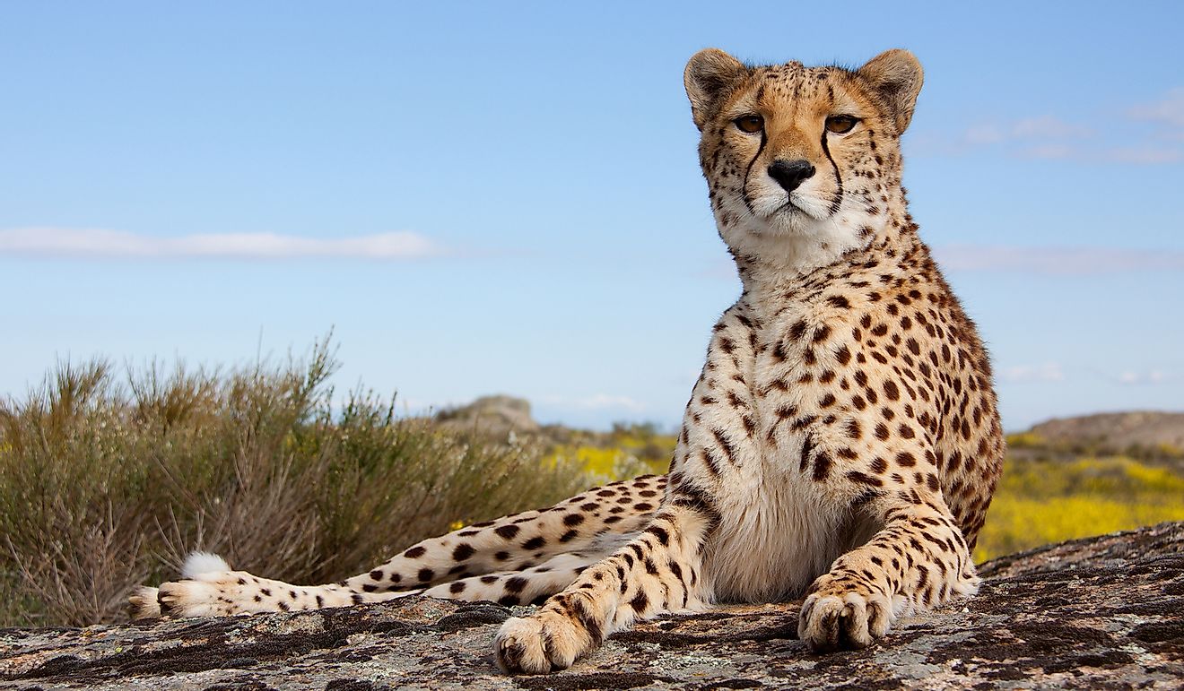 Cheetah is a vulnerable species on the IUCN Red List.