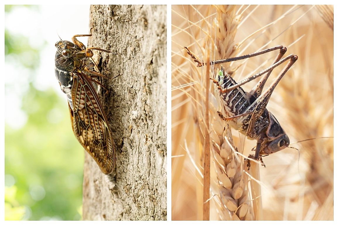 Cicadas (left) and locusts (right) are often confused as being the same insect although they belong to different orders.