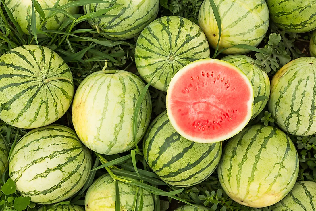 Watermelons in a field. 