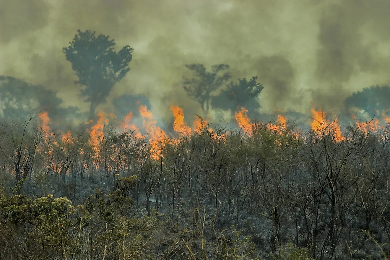 Since the beginning of the year 2019., more than 60,000 fires have broken out in the Amazon rainforest.