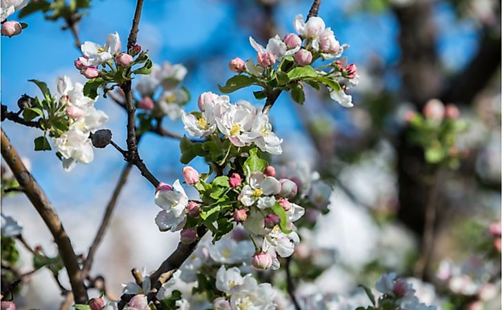 Gardens of blooming apples in the mountains of Almaty, Kazakhstan