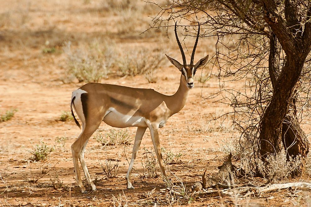 Animals That Live in the Desert - WorldAtlas