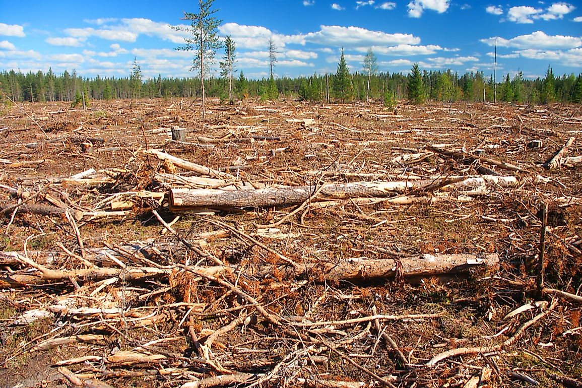 Habitat destruction is one of the factors affecting the endangered animals of North America. 