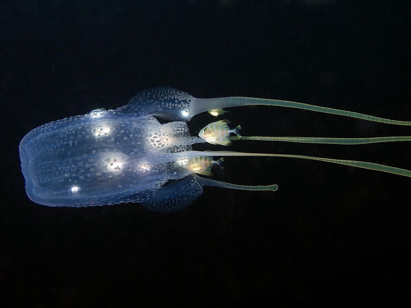 A box jellyfish in the ocean.