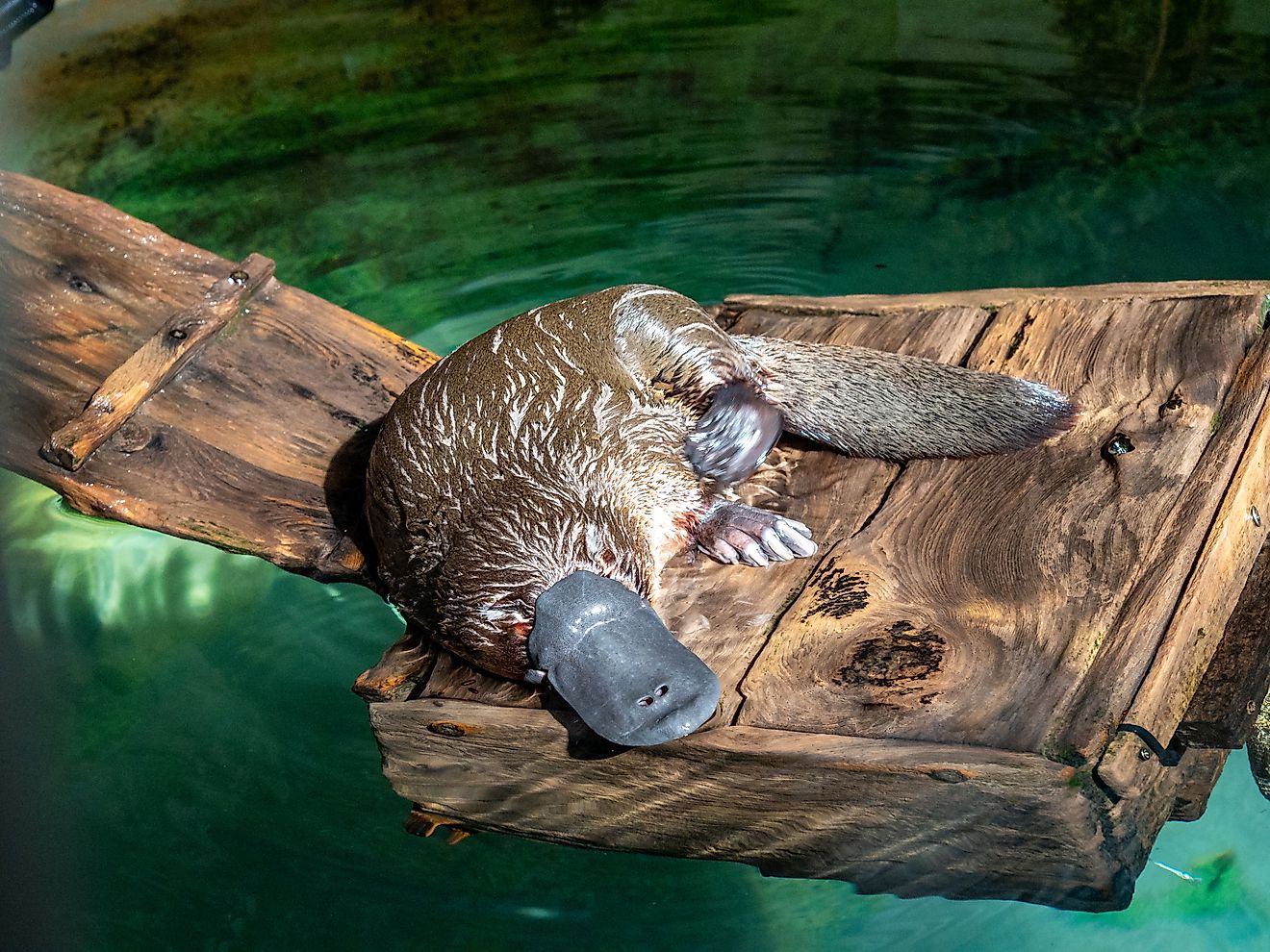 A platypus (Ornithorhynchus anatinus)