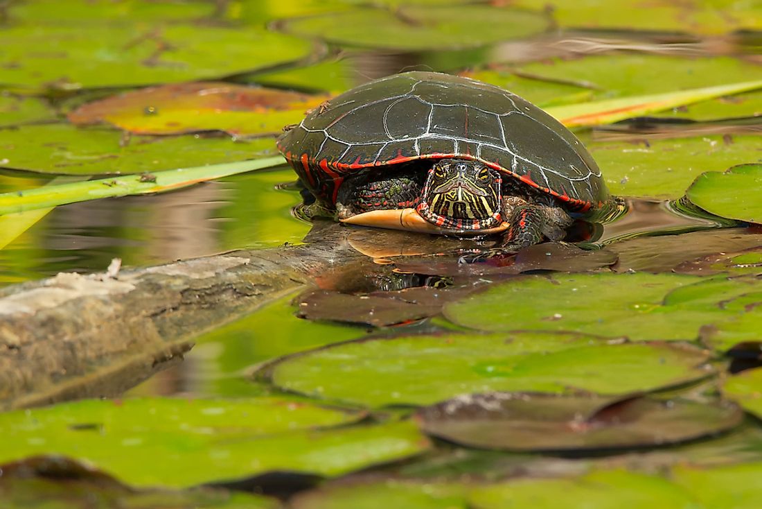 Turtles can live on land and in the water. 