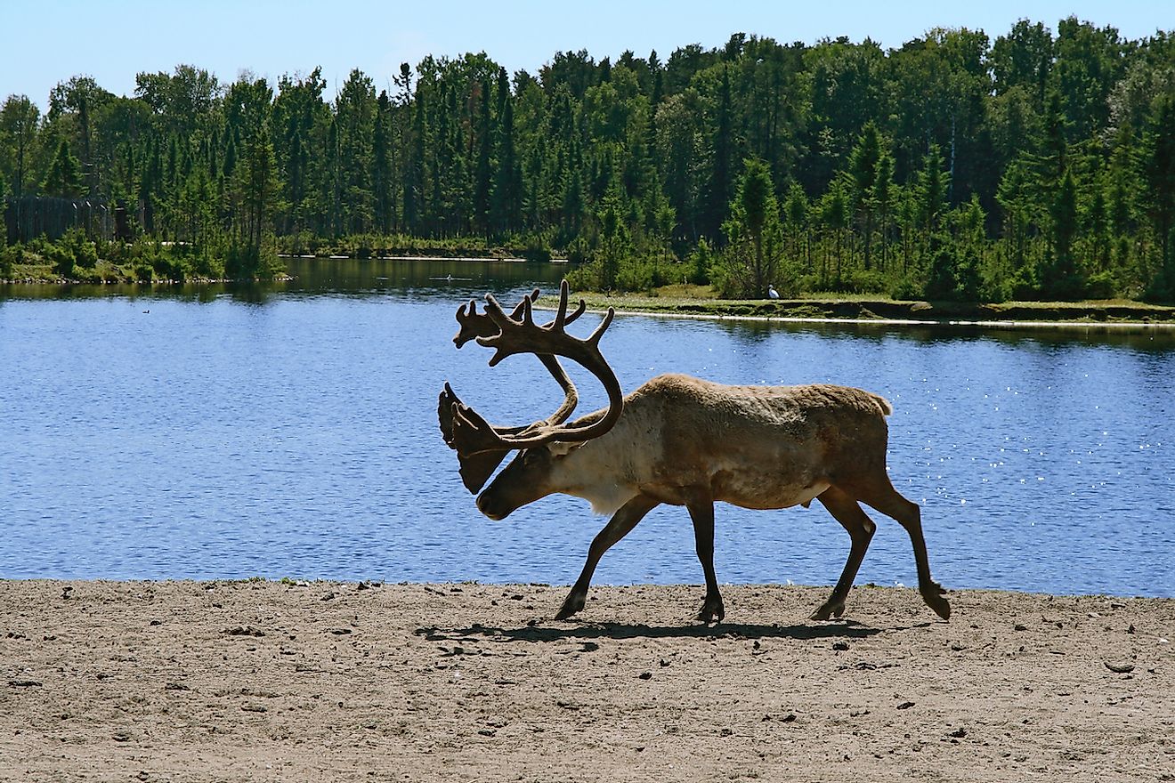 Woodland caribou walking near lake water. Image credit: Studio Light and Shade/Shutterstock.com
