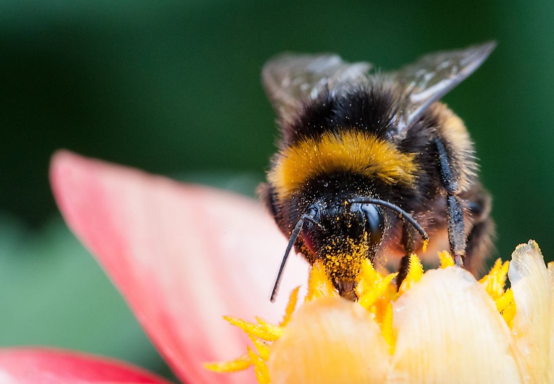 Bumblebees are an integral part of the pollination process. Photo credit: shutterstock.com.
