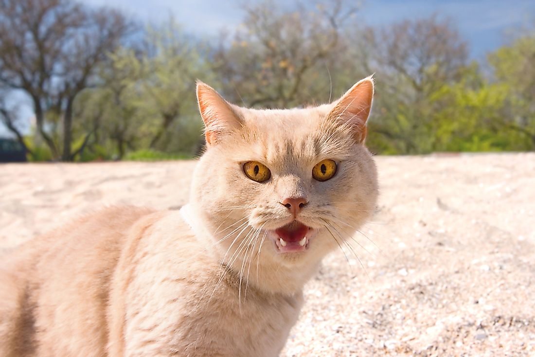 Growling is often used as a way for cats to warn the subject of their attack. 