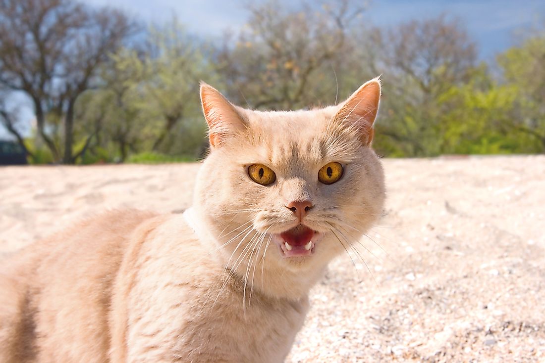 Growling is often used as a way for cats to warn the subject of their attack.
