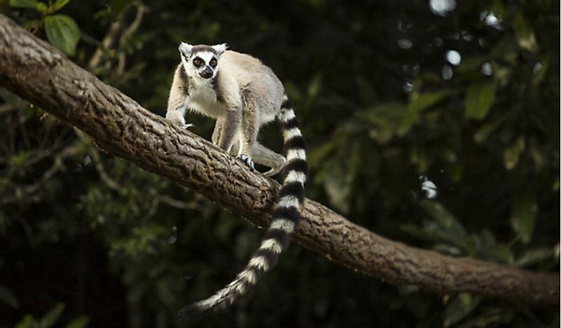 A lemur in Madagascar. Habitat destruction is one of the many factors facing this species that is very vulnerable to extinction. Photo credit: Shutterstock.