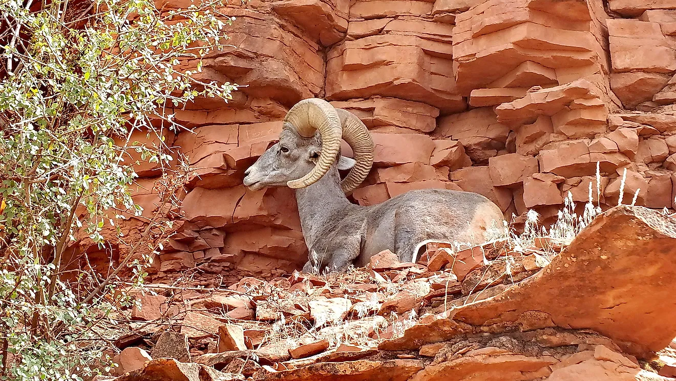 Desert bighorn sheep on a mountainside in the Grand Canyon. Image credit: Bob Hilscher/Shutterstock.com