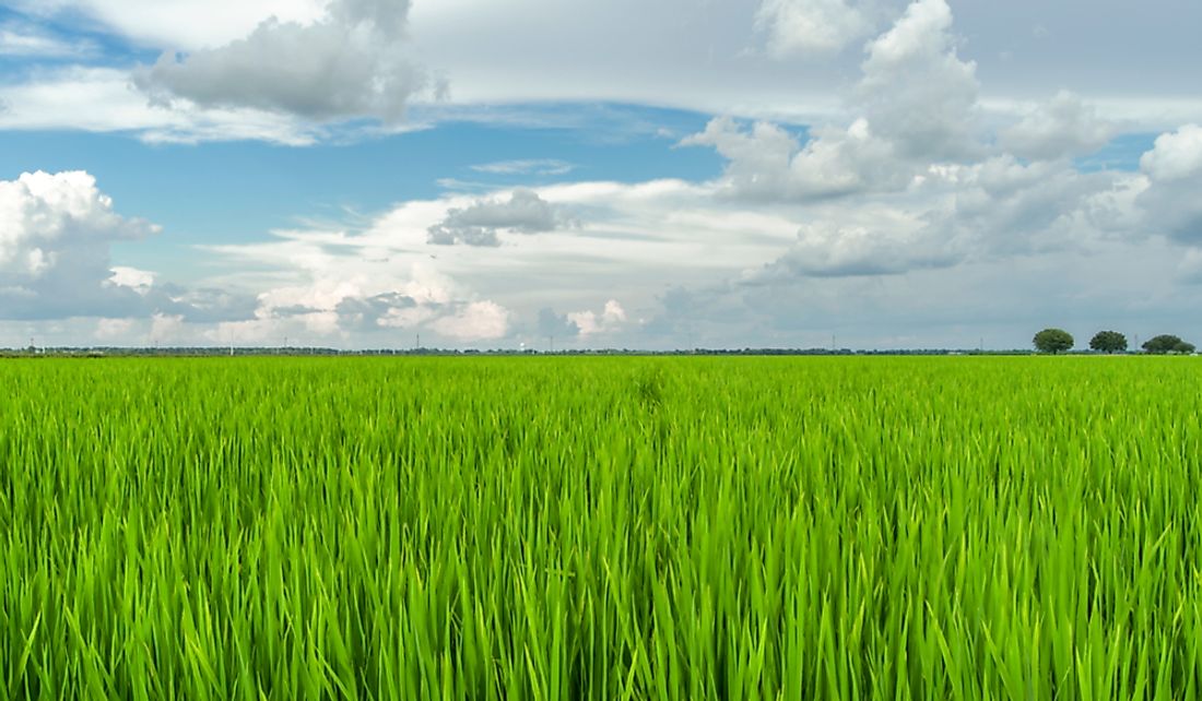 Rice field in Texas, US.