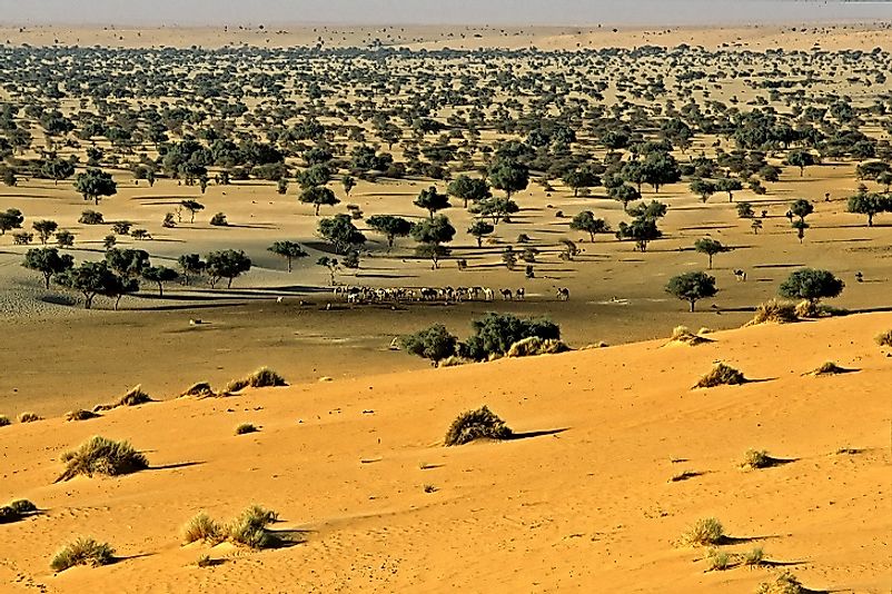 Sahel landscapes and wildlife in the Termit Massif Reserve.