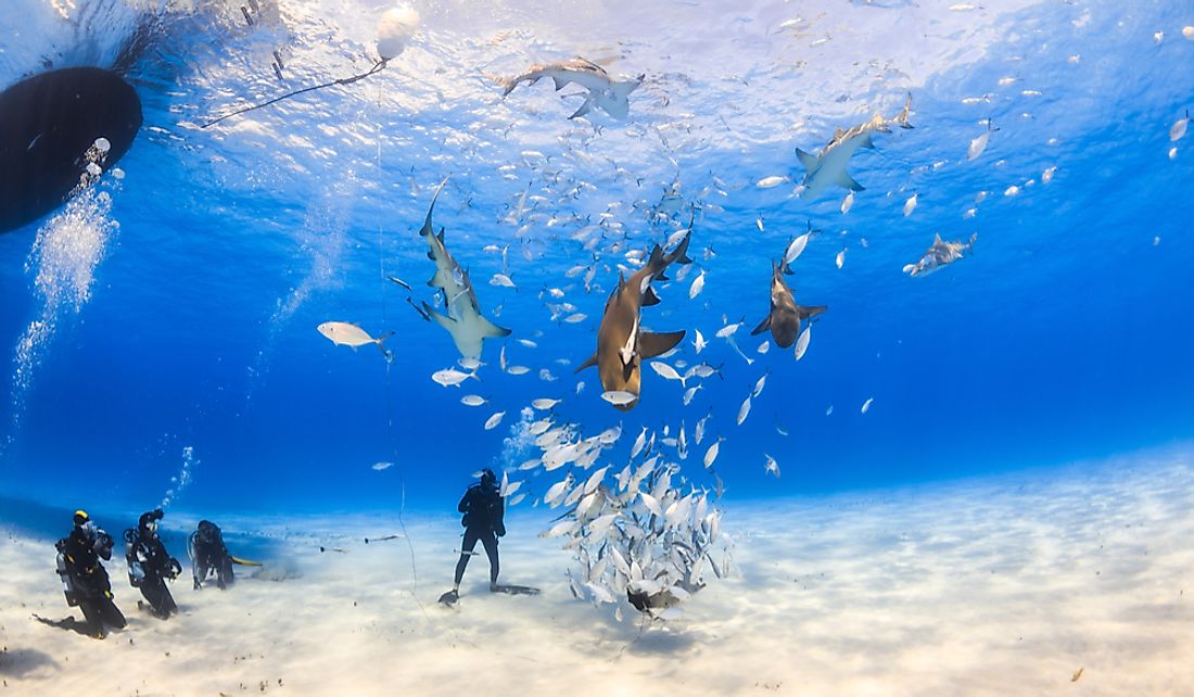 Tourists venture underwater to see Bahamian marine wildlife. 