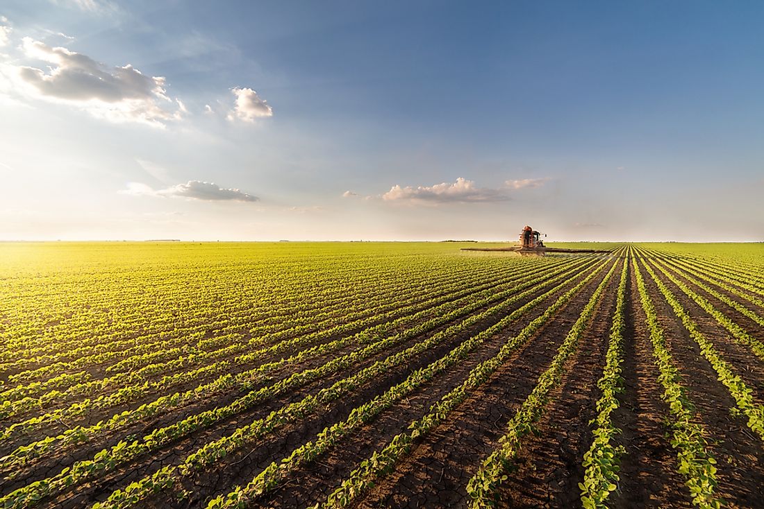 Soybeans growing in a monoculture crop. 