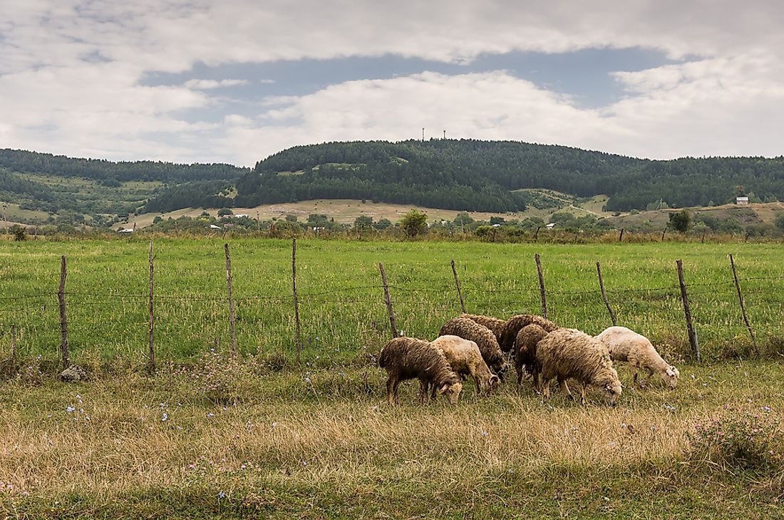 Agriculture in Georgia. 