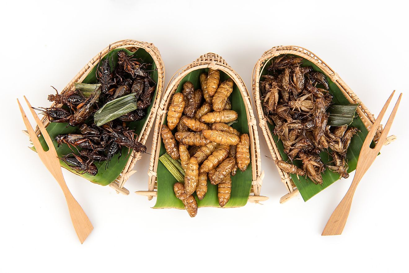Friend insect snacks in Thailand. Image credit: Wasanajai/Shutterstock.com