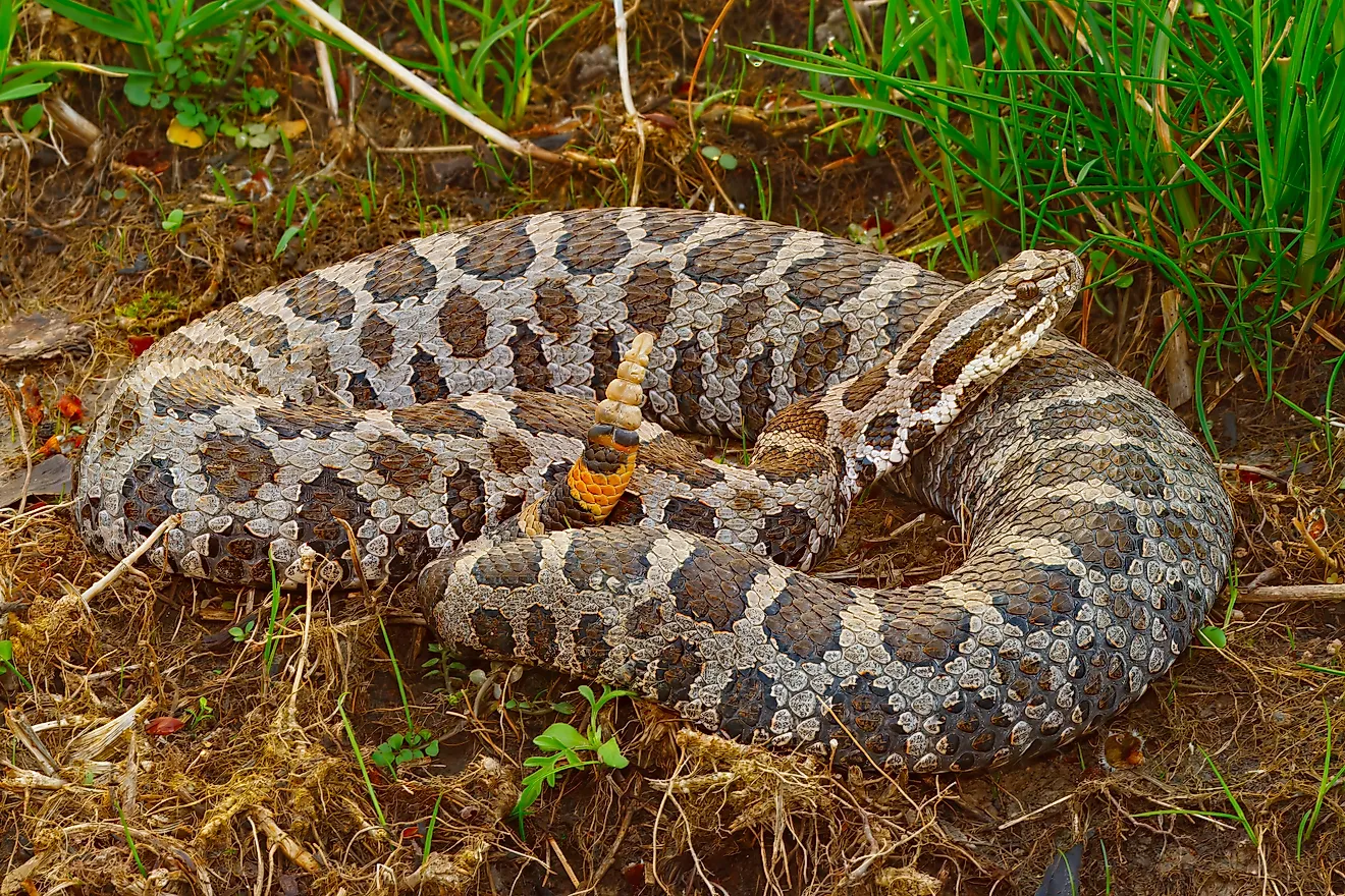 An Eastern Massasauga Rattlesnake, Sistrurus catenatus, in wet grassy habitat.
