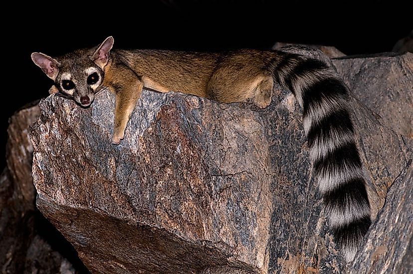 A Ringtail Cat