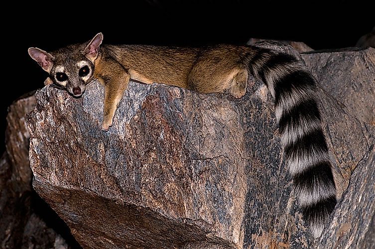 A Ringtail Cat