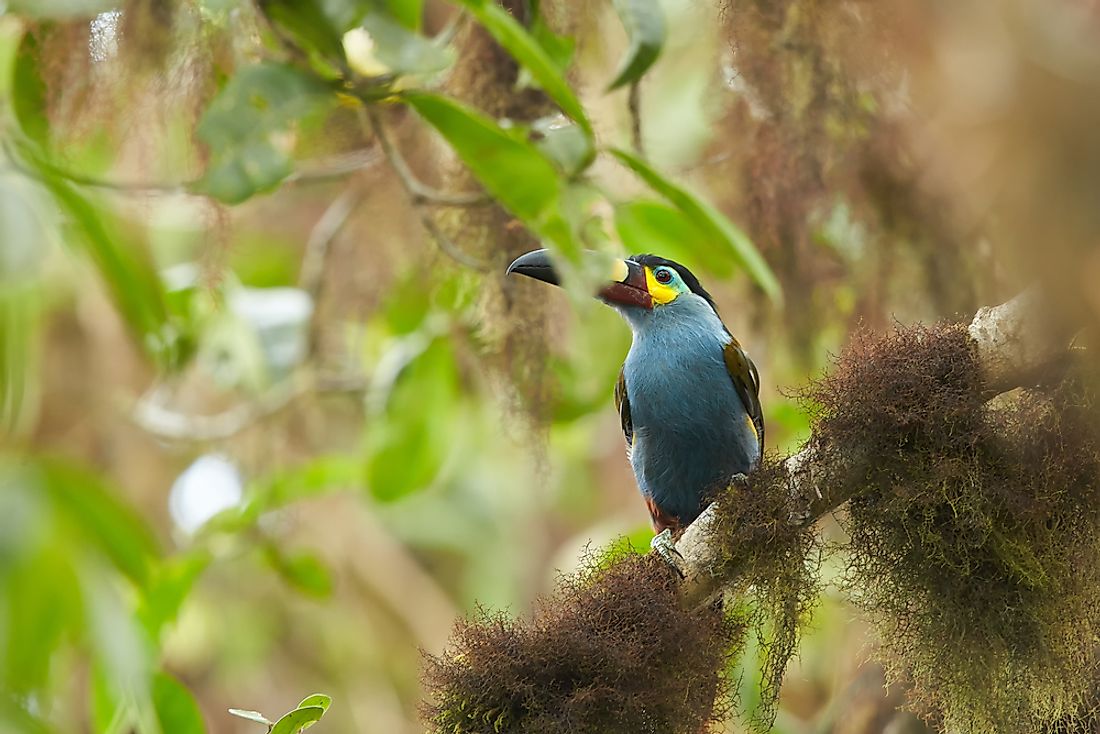 A plate-billed mountain toucan. 