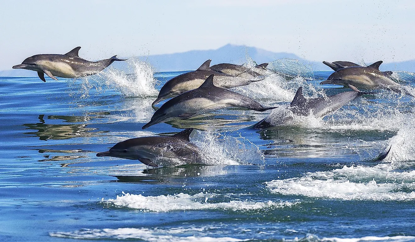 A pod of long-beaked common dolphins leaps out of the water in Monterey Bay, California.