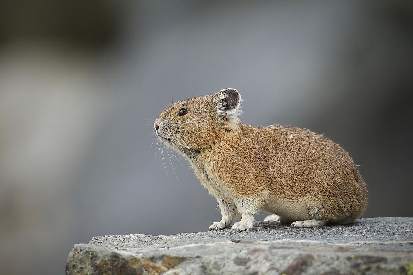 Pika is a small herbivore that comes from a family of mammals.